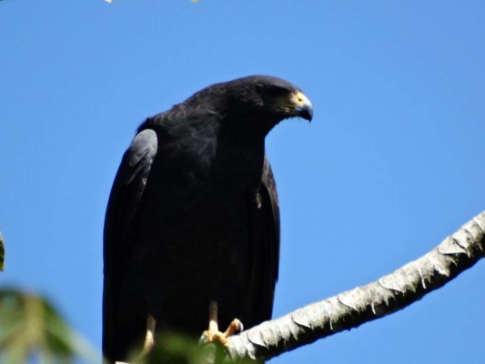 FOTOS: Exóticas y coloridas, así son las aves que se observan en Comayagua