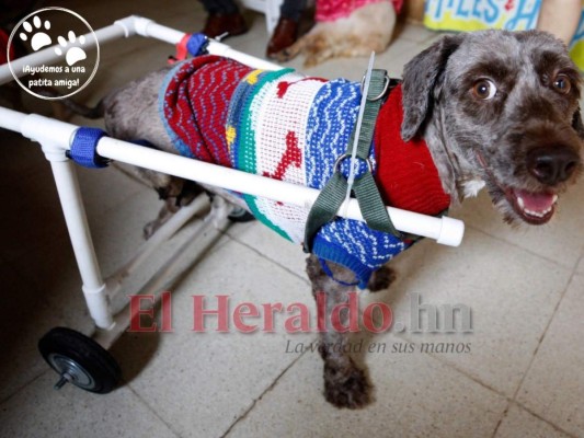 '¡Ayudemos a una patita amiga!”, campaña para rescatar perros de la calle