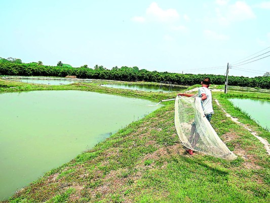 Productores de tilapia de Comayagua buscan mercados permanentes