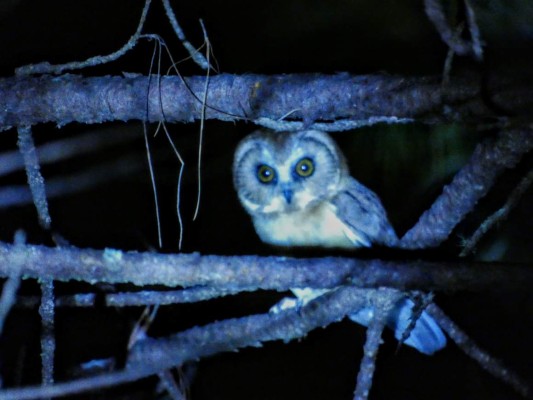 Un descubrimiento en Los Confines