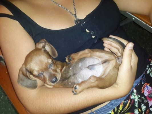 Perrito de dos patas
