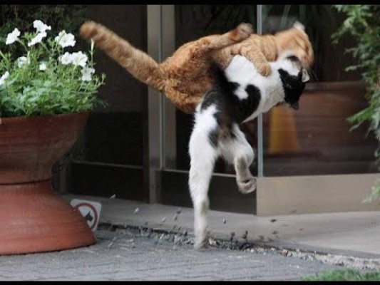 Efectivas técnicas para ahuyentar a un gato sin lastimarlo&nbsp;&nbsp;