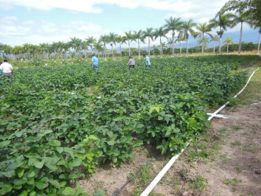 Honduras contará con Sistema Nacional de Semilla