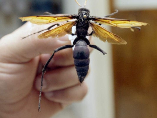 Curiosos insectos alberga la capital de Honduras