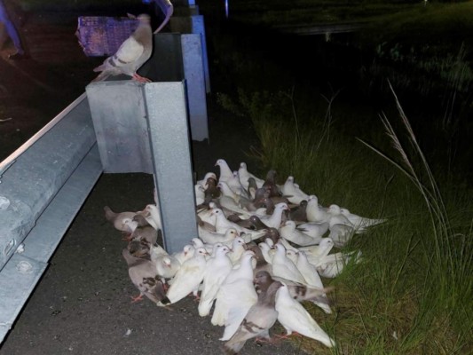 Palomas obligan a cerrar carretera en Florida