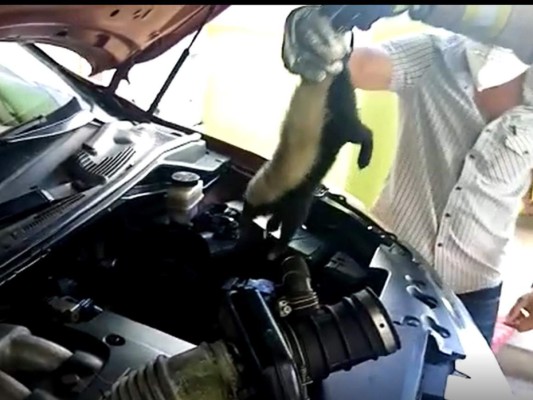 Rescatan un zorrillo atrapado en motor de un carro