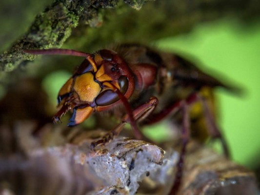 Alerta en EEUU por nueva plaga del avispón asesino&nbsp;&nbsp;