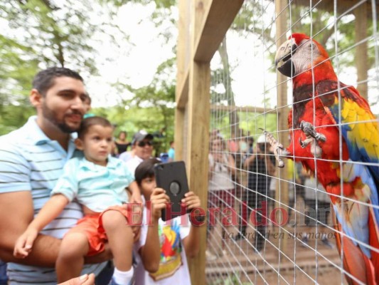 Honduras: Liberan ocho guaras rojas durante el Guacamaya Fest 2019