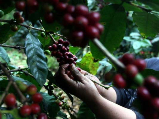 Café hondureño, el aromático que cautiva a varios países del mundo
