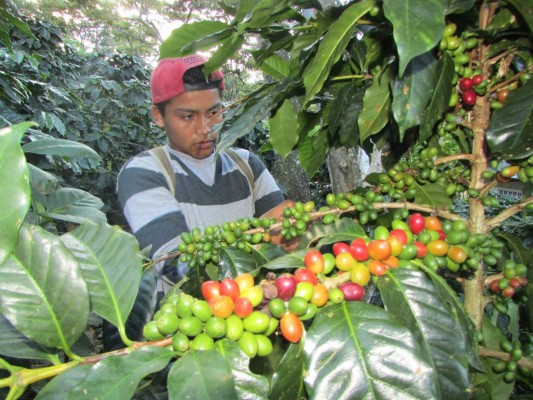 Honduras: 50 mil empleos deja corte de café