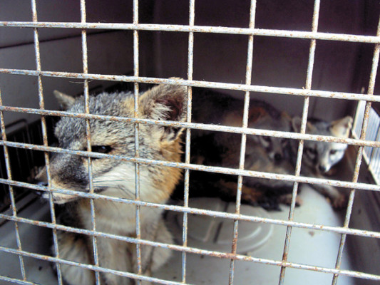 Decomisan animales silvestres en operativo