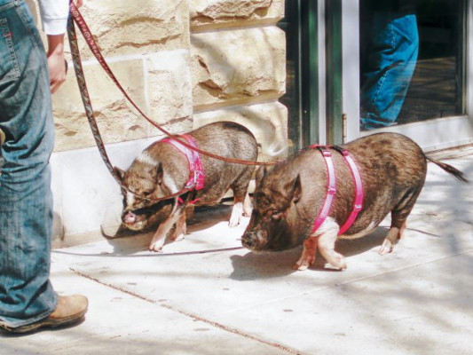 Las nuevas mascotas de adultos y niños