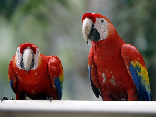 Flora y Fauna
