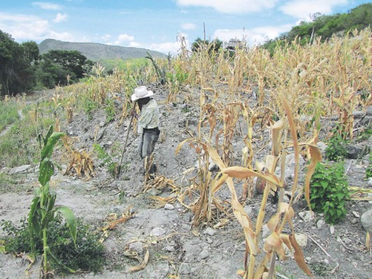 PMA confirma asistencia a más de 26,000 familias