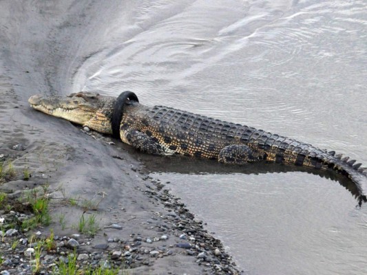 Recompensa por quitar neumático del cuello de cocodrilo gigante en Indonesia