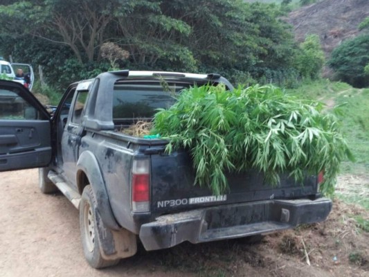 Decomisan más de 320 plantas de supuesta marihuana en Río Colorado, Olancho