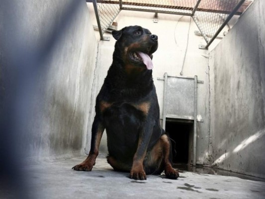 Muere un niño en Austria atacado por un perro Rottweiler&nbsp;