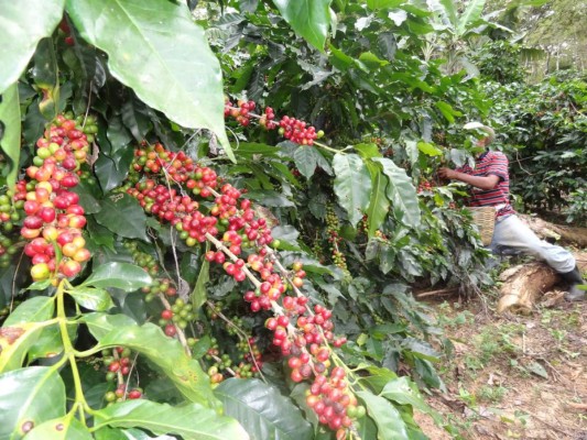 OIC movilizará recursos para la recuperación de productores de café afectados por Eta y Iota