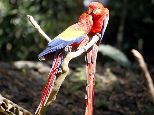 Flora y Fauna