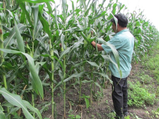 Producción récord de dos millones de quintales proyectan en El Paraíso