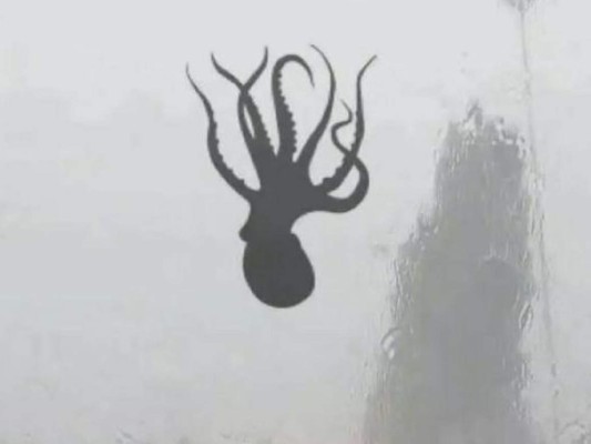 Llueven pulpos, estrellas de mar, camarones y almejas en China