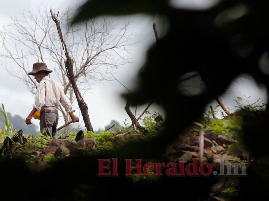 Los agricultores ya iniciaron la siembra de postrera, porque en la de primera no rescataron nada, el maíz y los frijoles no crecieron. Foto: David Romero/El Heraldo