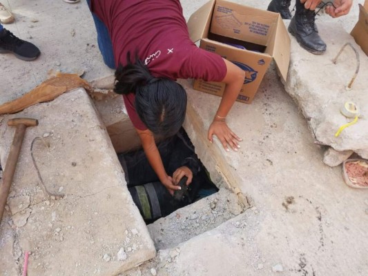 Rescatan a perritos atrapados en una alcantarilla en Ocotepeque