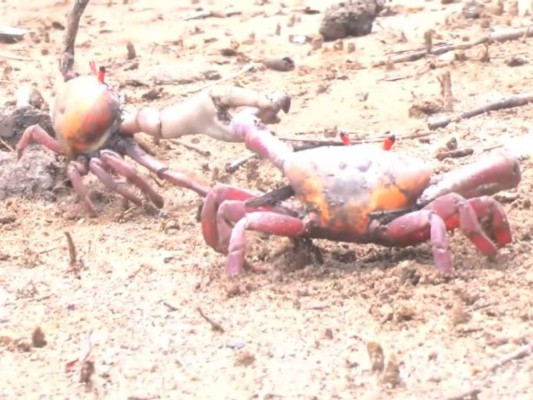 Honduras: El cortejo entre tenazas de la Danza del Canecho