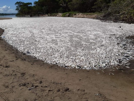 SAG investigará muerte de peces en el río Aguán&nbsp;&nbsp;
