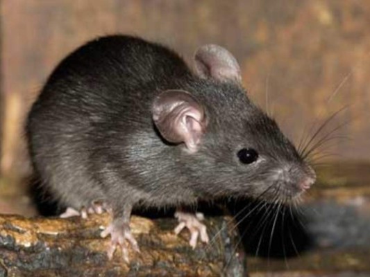 Una persona contrae hepatitis por ratas en Hong Kong