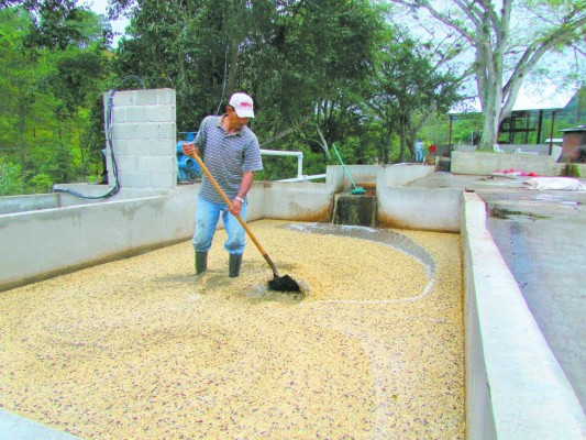 En picada precio internacional de café