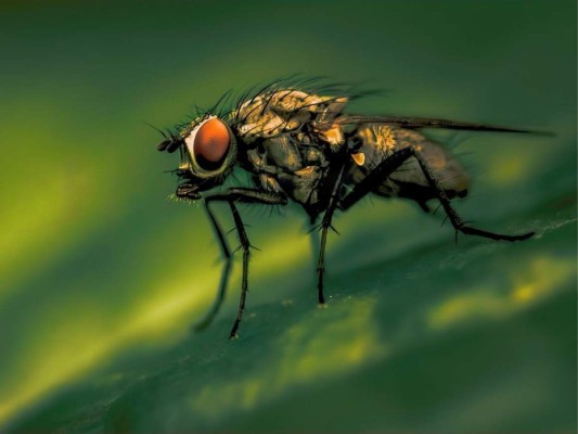 15 datos interesantes que no sabías sobre las moscas