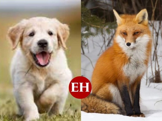 ¿Qué animal te representa según el horóscopo maya?&nbsp;&nbsp;