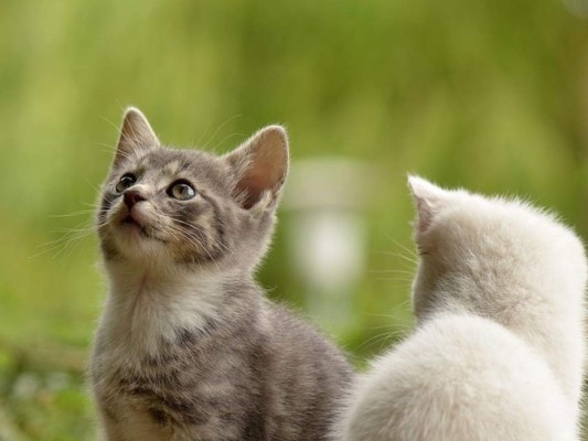 #MrSandmanChallenge, el reto viral que pone a bailar las mascotas