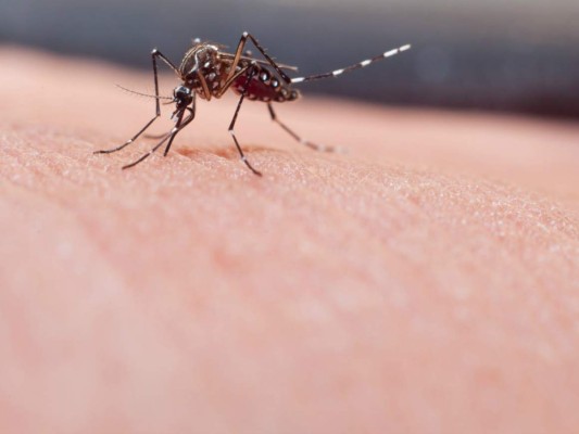 ¿Cómo preparar un repelente casero para zancudos?