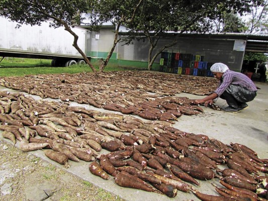 Crece exportación a EE UU de yuca producida en la zona oriental