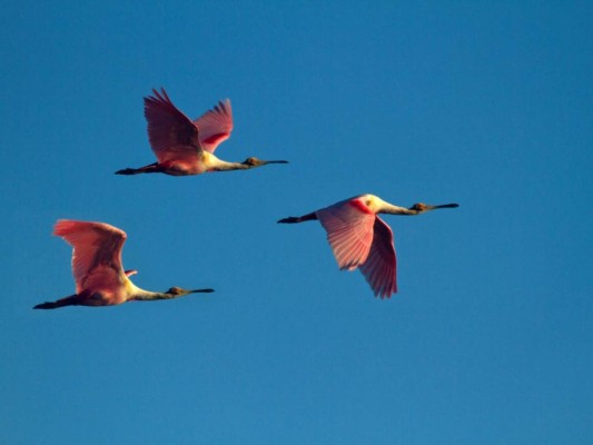 Parte de la belleza natural de Honduras en 12 imágenes