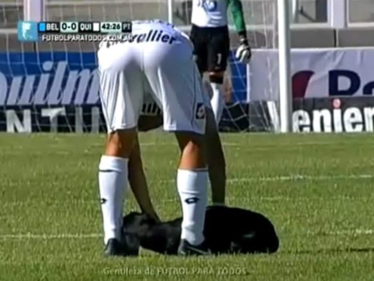VIDEO: Perro se roba show dos veces en Belgrano-Quilmes