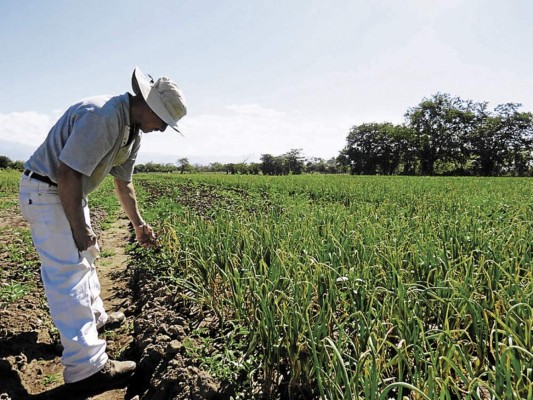 Identifican plaga en siembra de cebollas