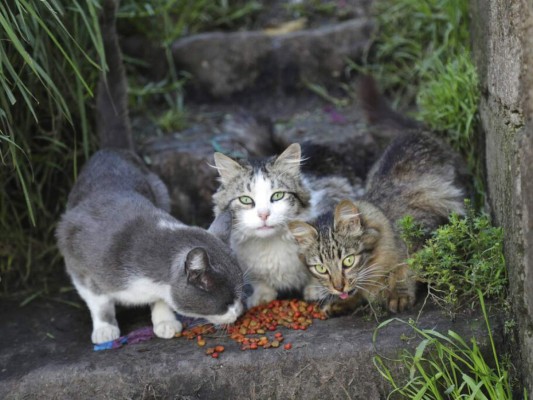 Dos gatos domésticos dan positivo a Covid-19
