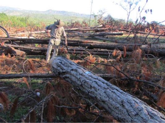 Gorgojo acaba con 9 mil hectáreas de bosque en El Paraíso