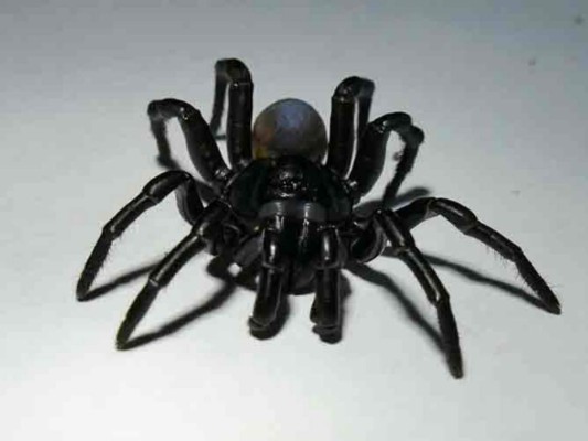 Hallan una nueva especie de arácnido cerca de zoológico en Miami&nbsp;&nbsp;