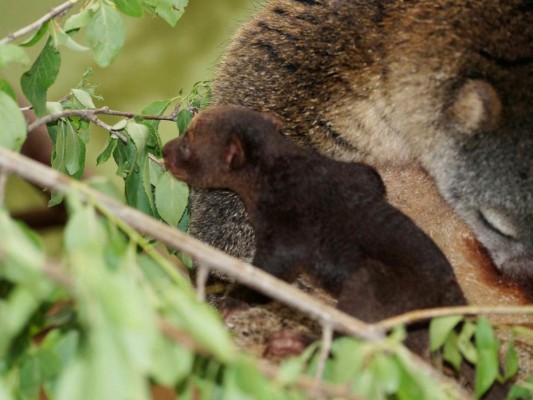 Zoológico celebra nacimiento de extraño mamífero