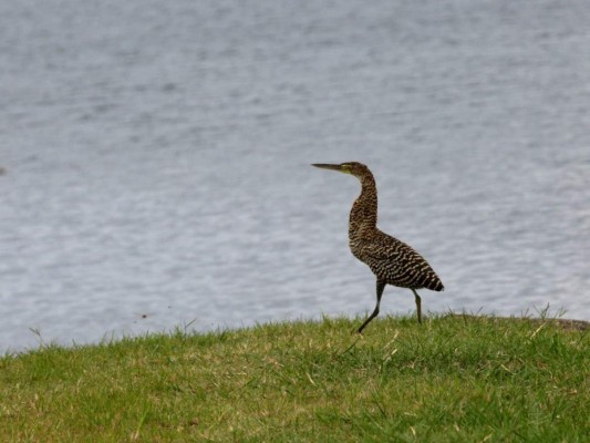 Lago Fest: un paraíso para senderismo, kayak y avistamiento de aves