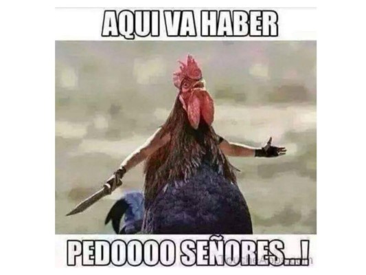 Memes: Hondureños se burlan por caso de gallo preso