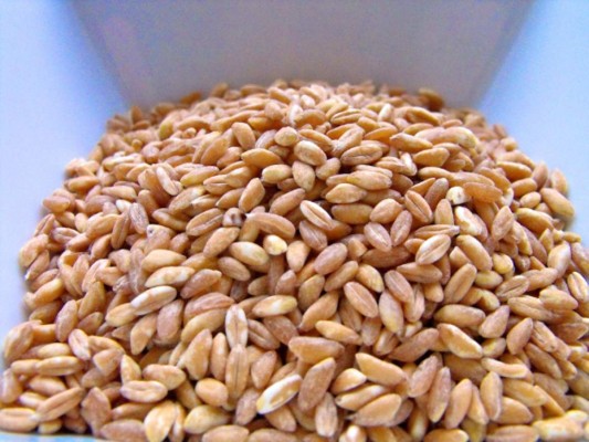 La espelta o trigo espelta , un cereal con beneficiosas propiedades para la salud