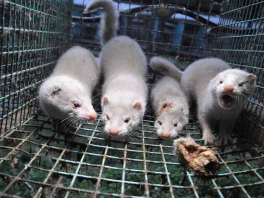 Sacrificarán casi 100,000 visones con coronavirus en España&nbsp;&nbsp;