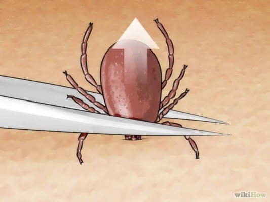 Acabe con los patacones y garrapatas de su mascota