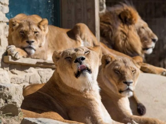 León ataca a mujer mientras limpiaban su jaula en Alemania&nbsp;&nbsp;