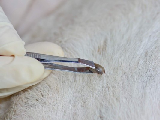 No permita que las garrapatas lleguen a su perro